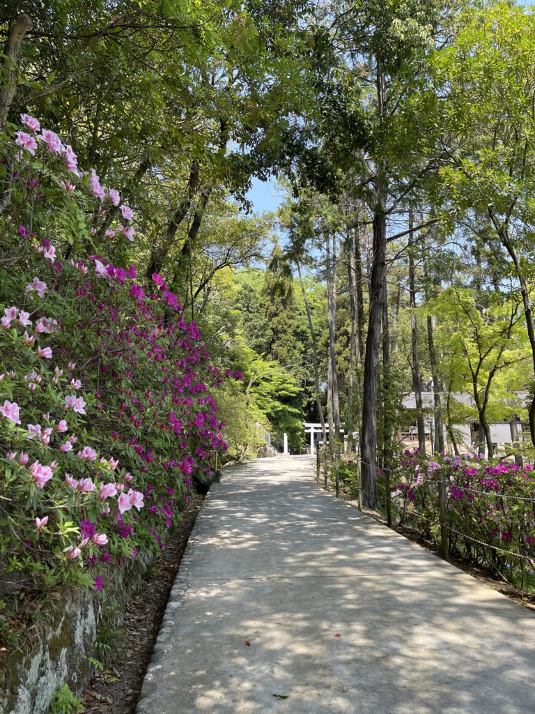 境内つつじ